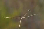 Bottlebrush threeawn 